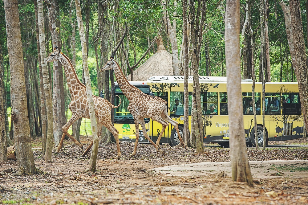 Vinpearl Safari Phú Quốc là nơi nuôi dưỡng và bảo tồn nhiều loài động vật quý hiếm