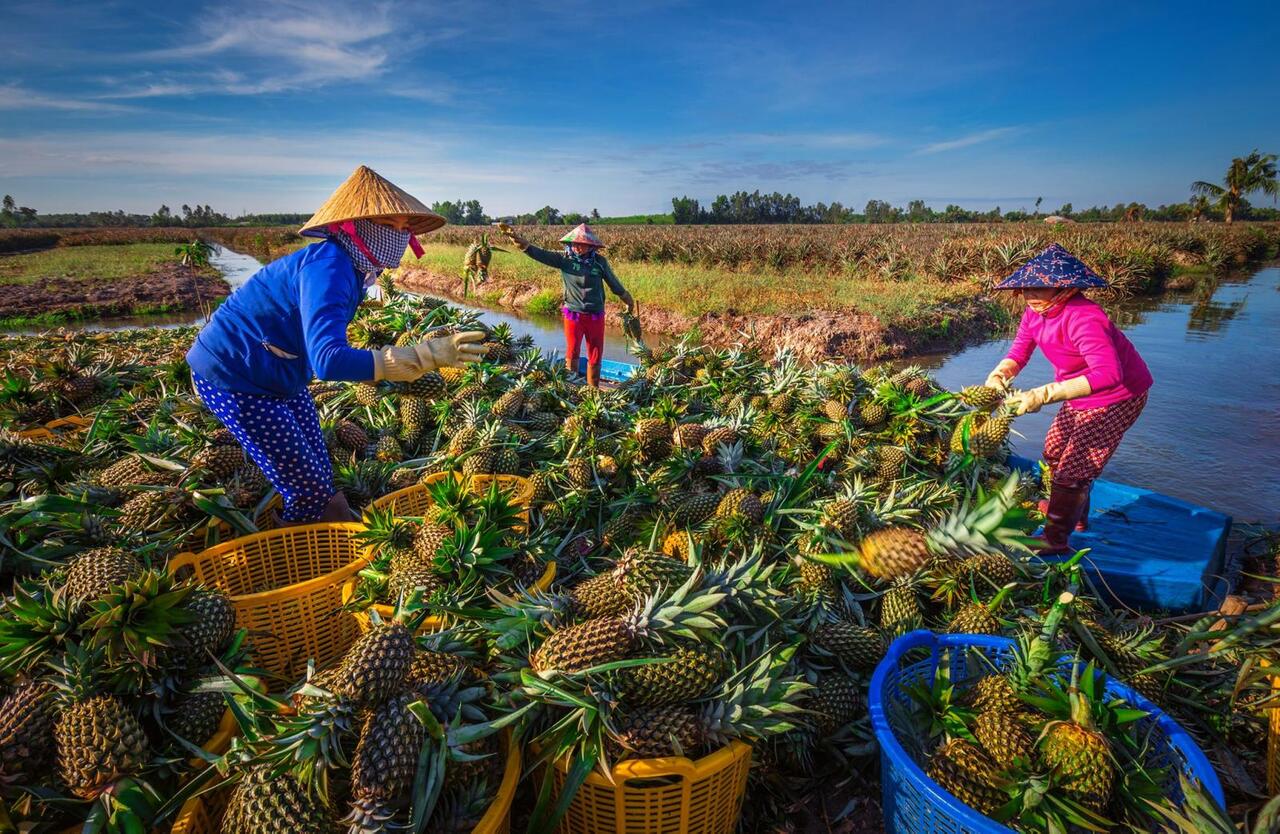 Khóm hay ở ngoài Bắc gọi là quả dứa, đây là loại cây trồng chủ lực của người dân xã Hỏa Tiến, thị xã Vị Thanh, tỉnh Hậu Giang. 