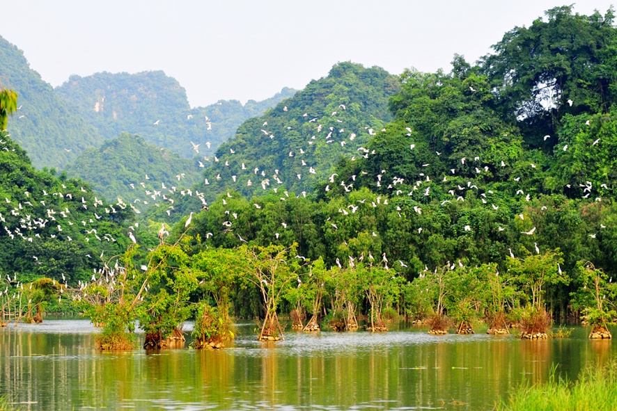 Thung Nham, Ninh Bình không chỉ được biết tới là điểm đến du lịch hấp dẫn, một quần thể khu du lịch sinh thái, mà nơi đây còn nổi tiếng bởi là nơi cư ngụ của rất nhiều loài chim quý hiếm. 