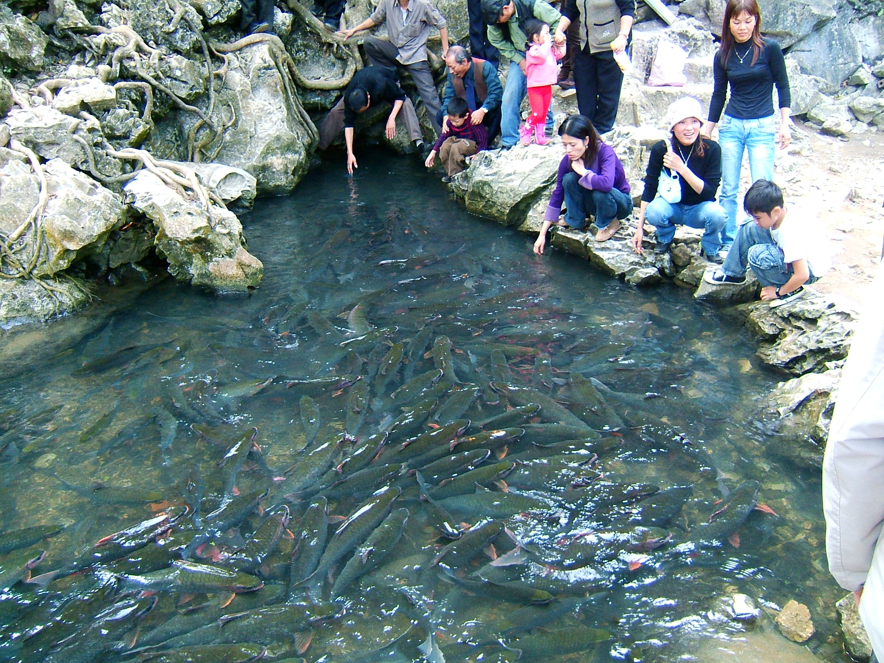 Suối cá thần Cẩm Lương là nơi sinh sống của rất nhiều cá với kích thước lớn