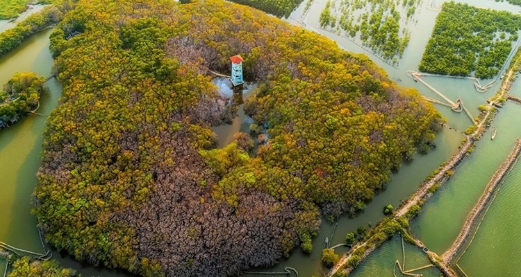Tìm về bình yên với rừng ngập mặn Rú Chá nguyên sơ trong lòng xứ Huế
