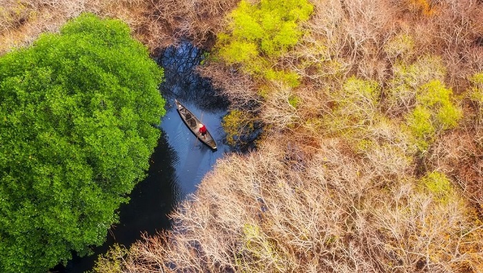 Rừng Rú Chá là rừng ngập mặn nguyên sinh thuộc hệ cực quý hiếm tại Đông Nam Á