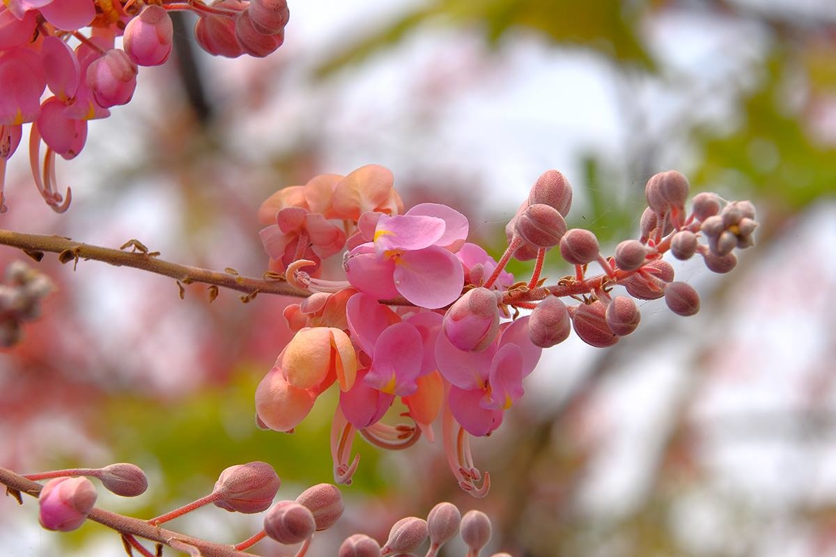 Hoa ô môi sở hữu vẻ đẹp dịu dàng, giản dị tựa như tính cách con người An Giang