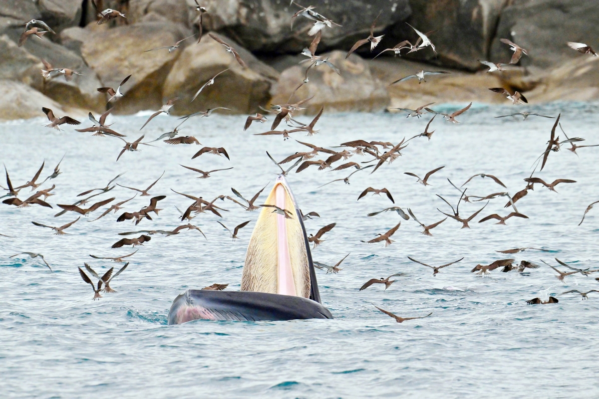 Mùa này về với vùng biển Đề Gi ngắm cá voi xanh săn mồi