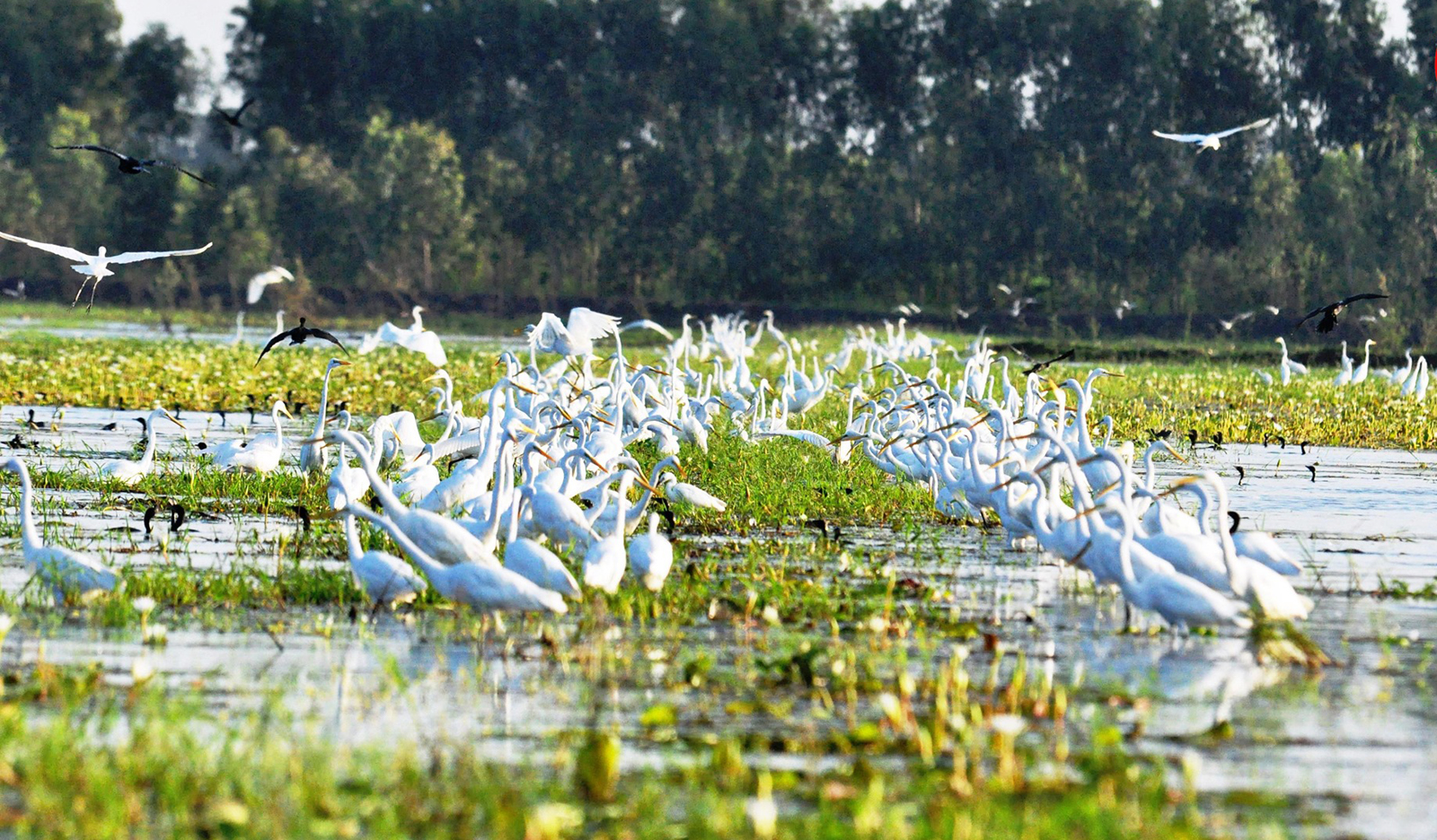 Khu bảo tồn đất ngập nước Láng Sen được nằm trên địa bàn xã Vĩnh Đại và Vĩnh Lợi, huyện Tân Hưng, tỉnh Long An. 