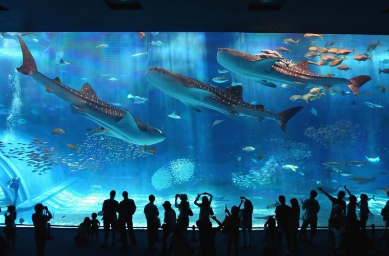 Thuỷ cung Vinpearl Nha Trang là điểm đến lý tưởng cho những du khách đam mê khám phá thế giới đại dương