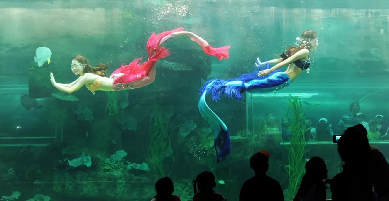 Du khách sẽ có cơ hội thưởng thức show diễn “nàng tiên cá” độc đáo tại thuỷ cung Vinpearl Nha Trang