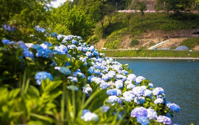 Vườn hoa cẩm tú cầu đẹp mê lòng người nằm tại khu du lịch sinh thái Kolia, Phia Đén, Nguyên Bình, tỉnh Cao Bằng, cách trung tâm khoảng 70km.