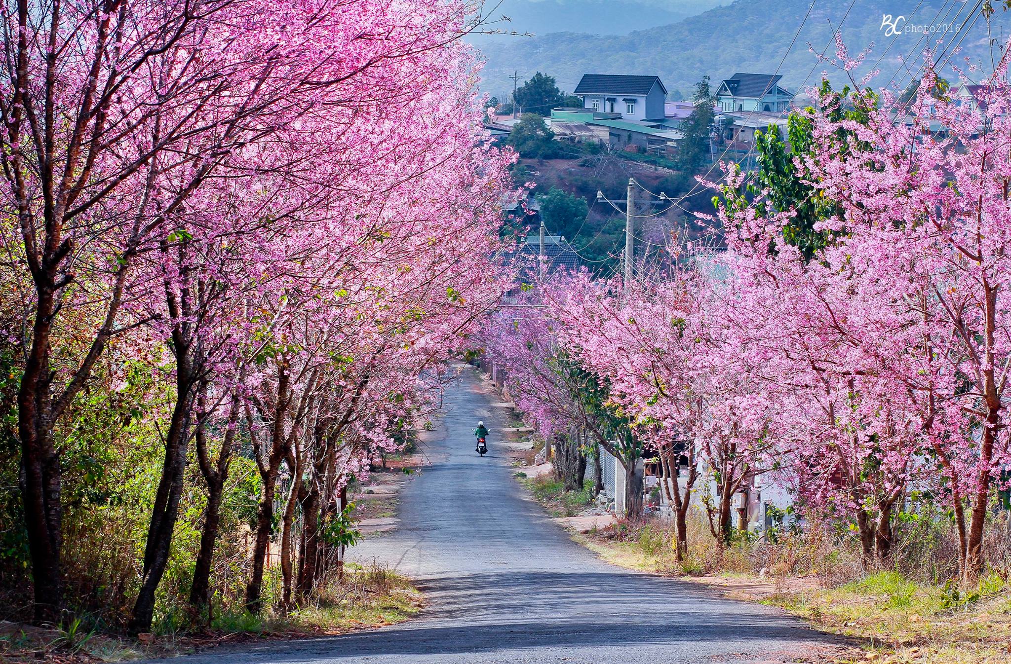 Du lịch Đà Lạt vào mùa xuân, du khách sẽ có cơ hội chiêm ngưỡng vẻ đẹp thơ mộng của những con đường ngập tràn sắc hoa anh đào