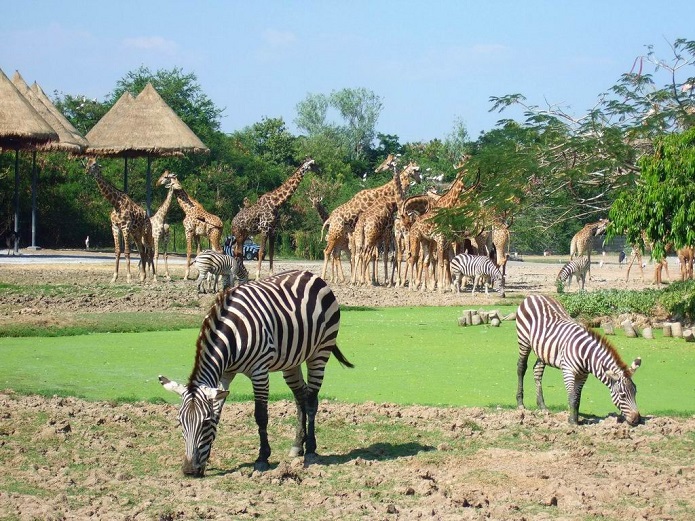 Vinpearl Safari Phú Quốc là khu bảo tồn và chăm sóc rất nhiều loài động vật quý hiếm