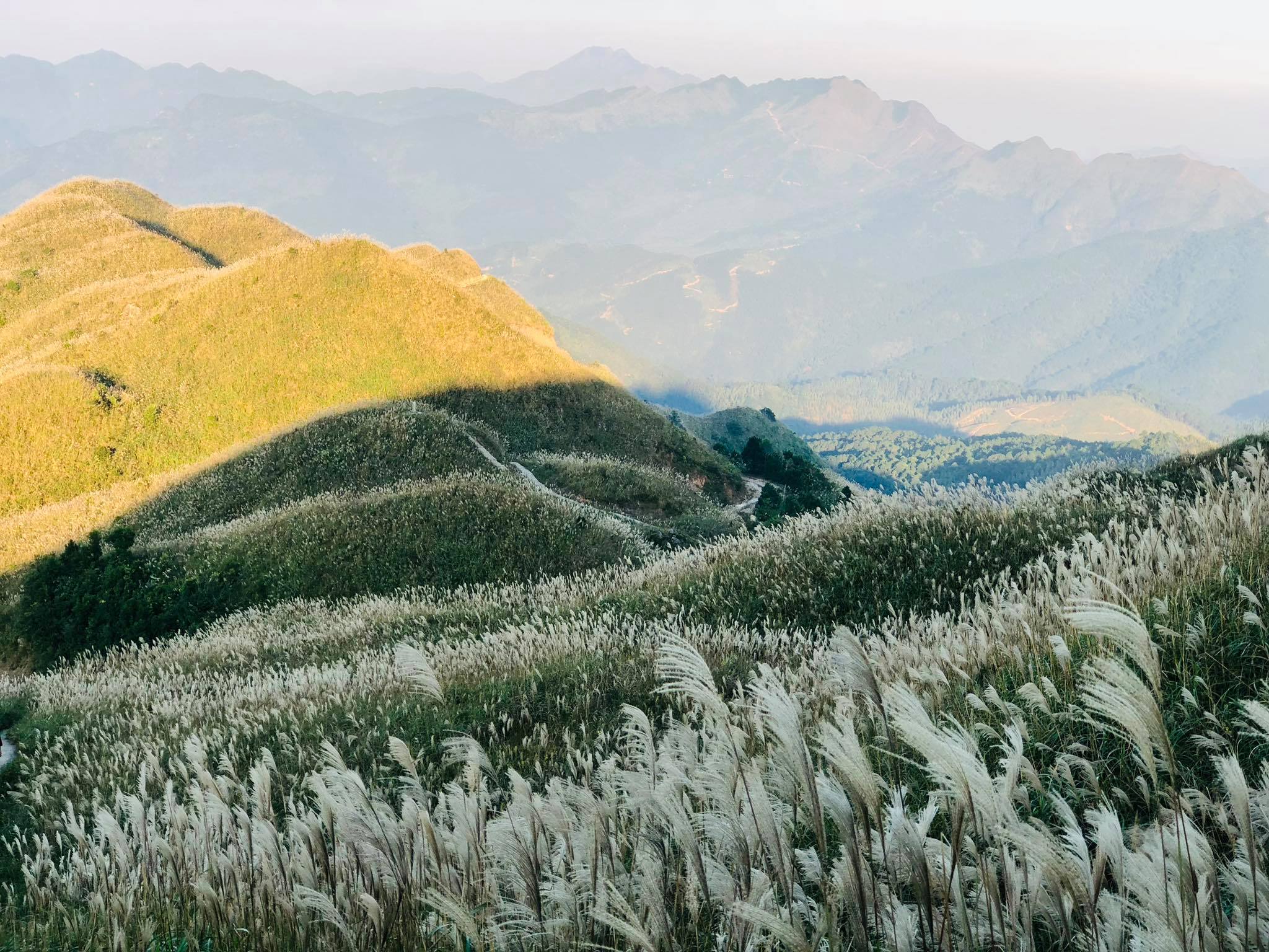 Du khách có thể đến Bình Liêu vào khoảng tháng 11 để chụp những tấm hình siêu đẹp với cánh đồng lau