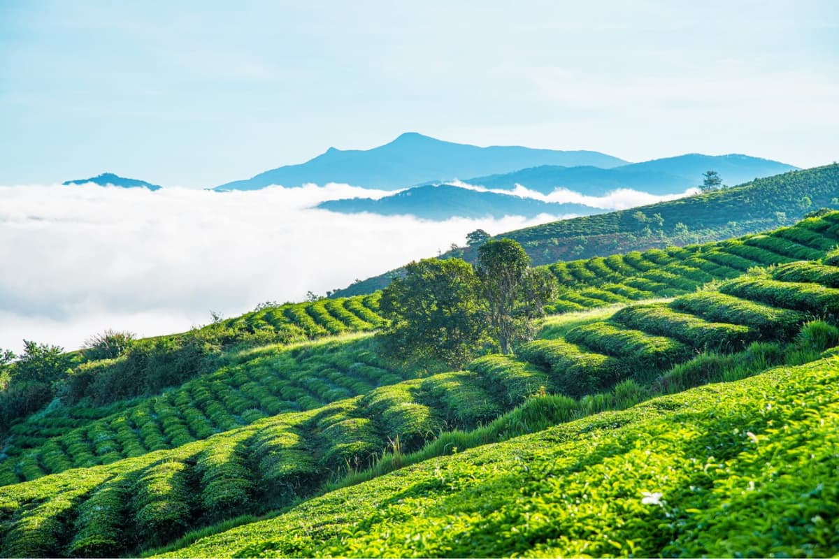 Đồi chè Tâm Châu - Bảo Lộc